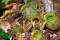 Nepenthes pitcher plant pouch on the forest ground besides dry leaves Royalty Free Stock Photo
