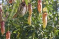 Nepenthes pitcher plants