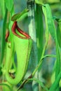 Nepenthes pitchers hang from tendrils. Selective focusing on the