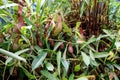 Nepenthes, A Pitfall traps, pitcher plant