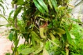 Nepenthes plant,monkey cups the tropical plant, dangerous plants