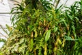 Nepenthes plant,monkey cups the tropical plant, dangerous plants