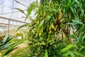 Nepenthes plant,monkey cups the tropical plant, dangerous plants