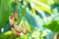 Nepenthes plant with selective focus on green background Royalty Free Stock Photo