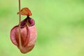 Nepenthes plant with selective focus Royalty Free Stock Photo