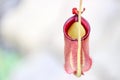 Nepenthes plant with selective focus Royalty Free Stock Photo