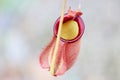 Nepenthes plant with selective focus Royalty Free Stock Photo