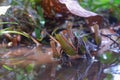 Nepenthes plants life on the water with reflection from water. Borneo Nepenthes. Nepenthes natural habitat. Royalty Free Stock Photo