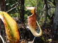 Nepenthes Rafflesiana carnivorous plant