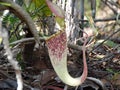 Nepenthes Rafflesiana carnivorous plant