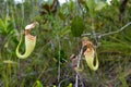 Nepenthes Rafflesiana carnivorous plant Royalty Free Stock Photo