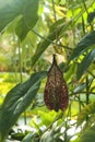 Nepenthes rafflesiana pitcher plant in exotic tropical garden Royalty Free Stock Photo