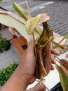 Lower Pitcher of Nepenthes rafflesiana Royalty Free Stock Photo