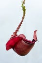 Nepenthes rafflesiana in Thailand Royalty Free Stock Photo