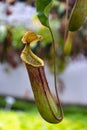 Nepenthes rafflesiana in Thailand