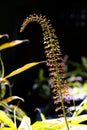 Nepenthes rafflesiana in Thailand