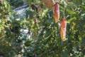 Nepenthes rafflesiana tropical carnivorous plant Royalty Free Stock Photo