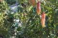 Nepenthes rafflesiana tropical carnivorous plant