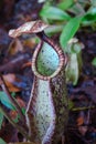 Nepenthes rafflesiana with Small other on the background