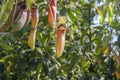 Nepenthes rafflesiana tropical pitcher plants Royalty Free Stock Photo