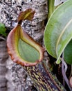 Nepenthes rajah a carnivorous pitcher plant