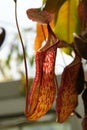 Nepenthes 'Rokko' Pitcher, Nepenthes thorelii x N. maxima Royalty Free Stock Photo