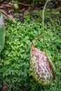 Nepenthes Royalty Free Stock Photo