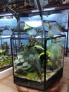 Nepenthes spp. grown in a terrarium.