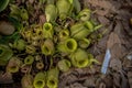 Nepenthes tree in the garden