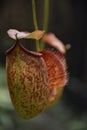 Nepenthes tropical carnivore plant in the garden.