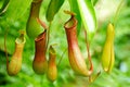 Nepenthes tropical carnivore plant