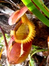 Nepenthes