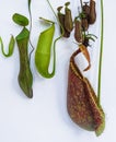 Nepenthes tropical pitcher plant