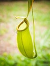 Nepenthes Royalty Free Stock Photo