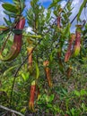 Pitcher plant hanging on trees