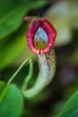 Nepenthes, Tropical pitcher plant and monkey cups.