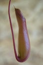 Nepenthes Tropical pitcher plants, close up macro. The genus Nepenthes found the Malay Archipelago, Borneo, Sumatra, and the Phil Royalty Free Stock Photo