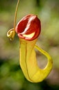 Nepenthes Tropical Pitcher Plants.