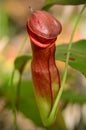 Nepenthes Tropical Pitcher Plants.