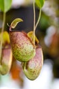 Nepenthes, Tropical Pitcher Plants.