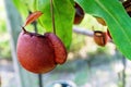 Nepenthes or tropical pitcher plants or monkey cups in the garden