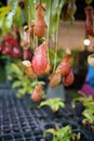 Nepenthes, Tropical pitcher plants or monkey cups in the garden .selective focus