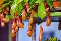 Nepenthes, Tropical pitcher plants and monkey cups. Insectivorous plant Royalty Free Stock Photo