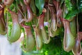 Nepenthes, Tropical pitcher plants and monkey cups nepenthaceae in garden Royalty Free Stock Photo