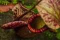 Nepenthes, Tropical pitcher plants and monkey cups. Borneo, Malaysia