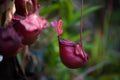 Nepenthes, Tropical pitcher plants .