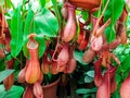 Nepenthes tropical plant close up