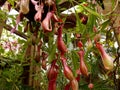 Nepenthes truncata hang in garden
