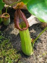 A Nepenthes Truncata pitcher plant pitfall trap in a botanical garden. Royalty Free Stock Photo