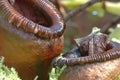 Nepenthes Ventricosa Royalty Free Stock Photo